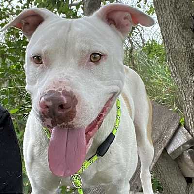 Photo of Pup Tart  #image