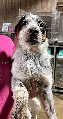 Photo of Kosmo #image
