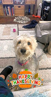 Photo of Dixie #image