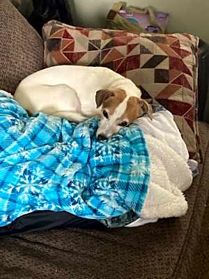 Photo of Oliver #image