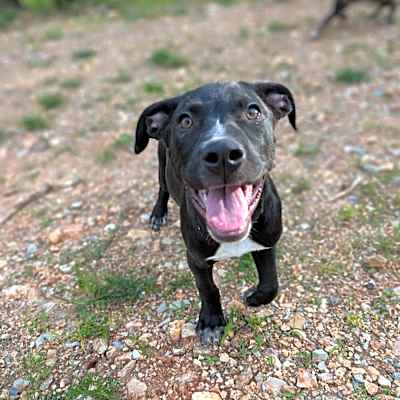 Photo of Atticus #image