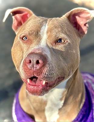 Photo of Brooklyn-Adoption Pending #image