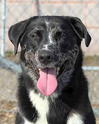 Photo of Whiskey-Adoption Pending #image