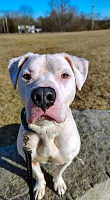 Photo of Mojo #image