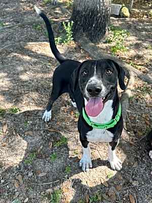 Photo of Good-Boy #image