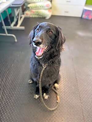 Photo of Cosmo- Reduced Fee! #image