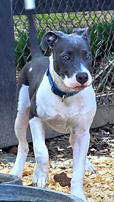 Photo of Blue Boy #image