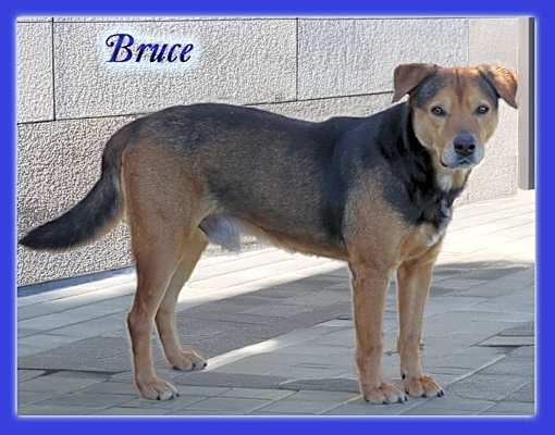 Photo of Bruce #image