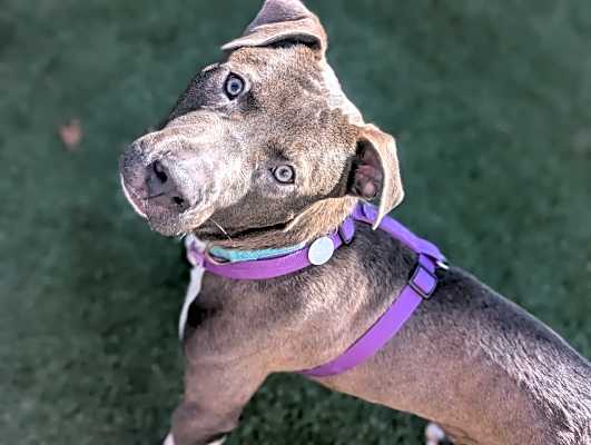Photo of Melvin - Pending Adoption #image