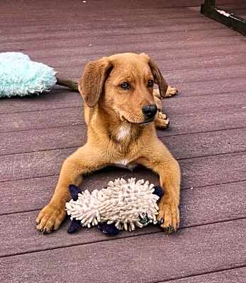 Photo of Chevy (Simpsons Litter) #image