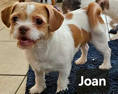 Photo of Joan (Joan and Sylvia) #image