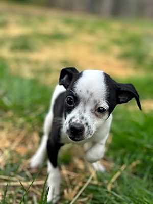 Photo of Dubbie #image