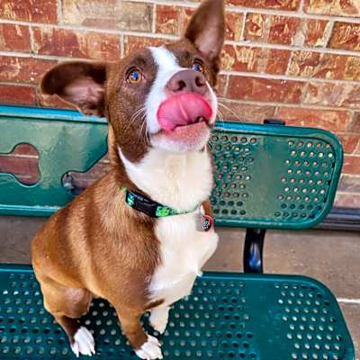 Photo of Ollie #image