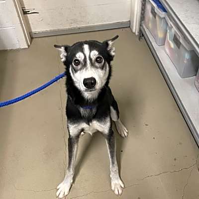 Photo of Kenai #image