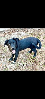 Photo of Falcor #image