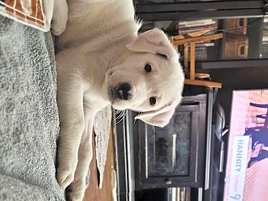 Photo of Blankita #image