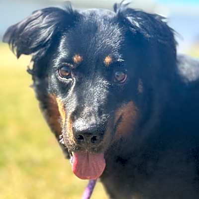 Photo of Sadie #image