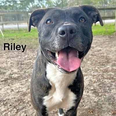 Photo of Riley #image