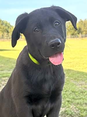 Photo of Champ #image