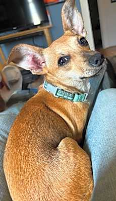 Photo of Sandy #image