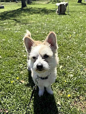 Photo of Toby #image