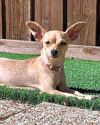 Photo of Coco #image
