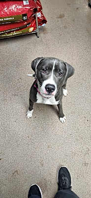Photo of Dolly #image
