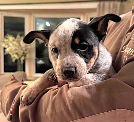 Photo of Pepper #image