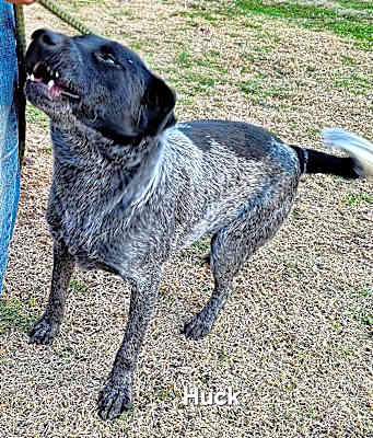 Photo of Huck #image