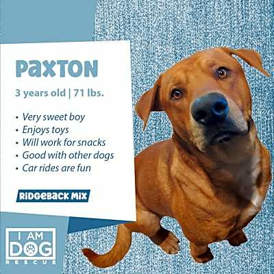 Photo of Paxton (Foster-to-Adopt) #image