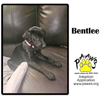Photo of Bentlee #image