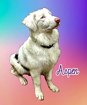 Photo of Aspen #image