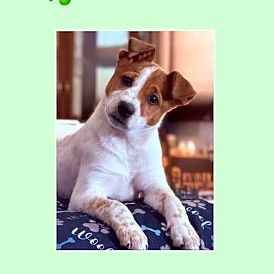Photo of Nixa URGENT HELP! #image