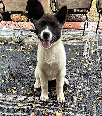 Photo of Annie #image