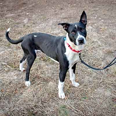 Photo of Hershey #image