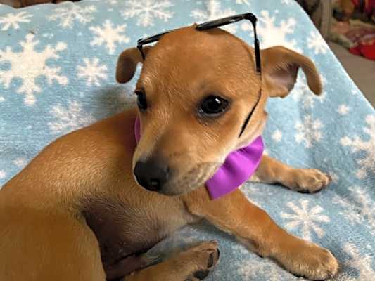 Photo of Petey #image
