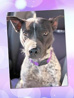 Photo of Dapper DUKE #image