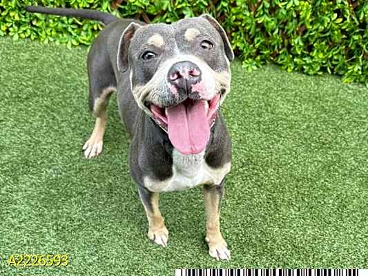 Photo of GYPSY #image