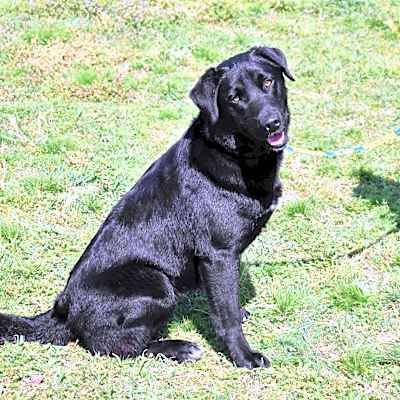 Photo of Ace #image