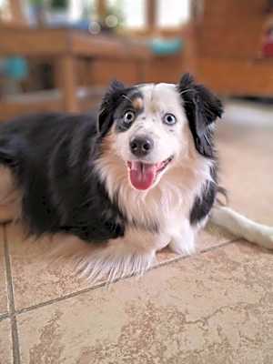 Photo of Oakie #image