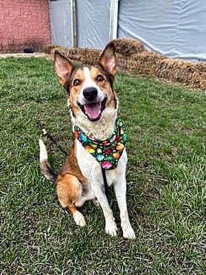 Photo of Milo #image