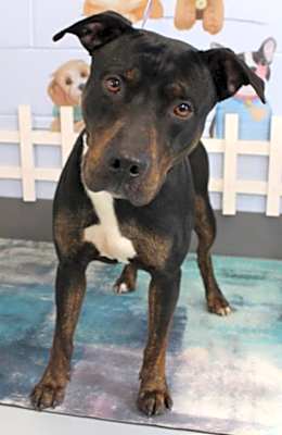 Photo of Toro URGENT HELP NEEDED! #image