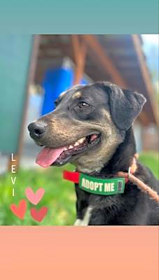 Photo of Levi #image