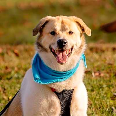 Photo of Nala #image