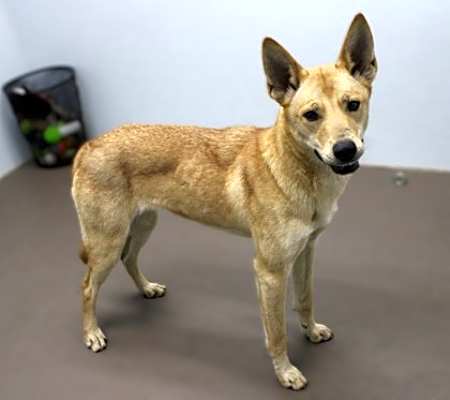 Photo of Foxy #image