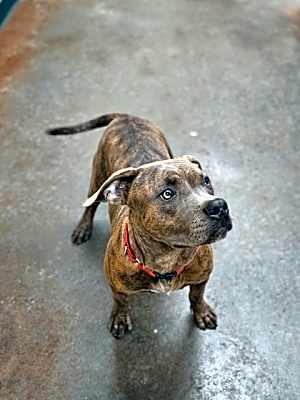 Photo of Toby #image