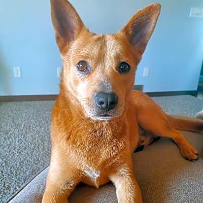 Photo of Cheeto #image