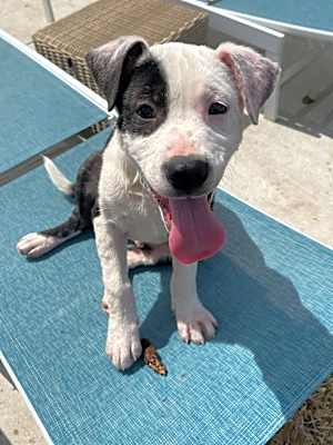 Photo of Bode #image