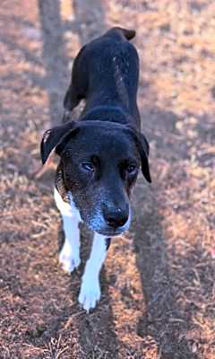 Photo of Darcy #image