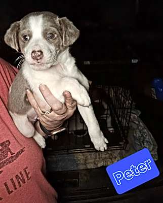 Photo of Peter(beautiful colors) #image